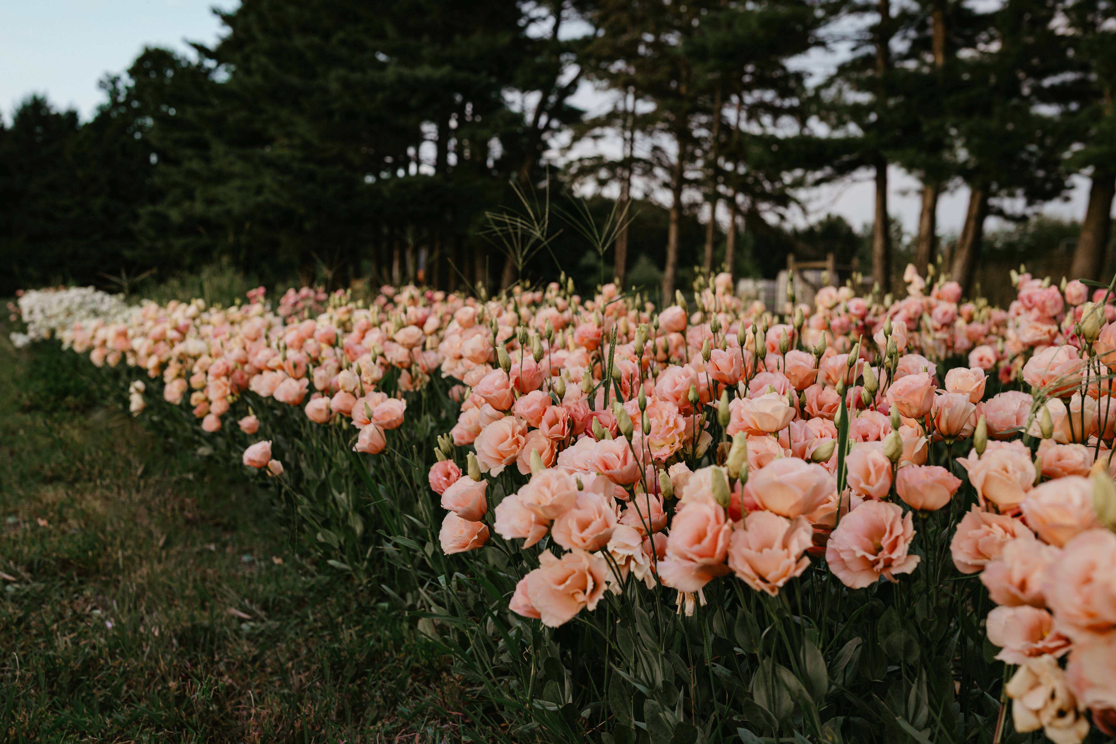A row of pink flowers with trees in the background
