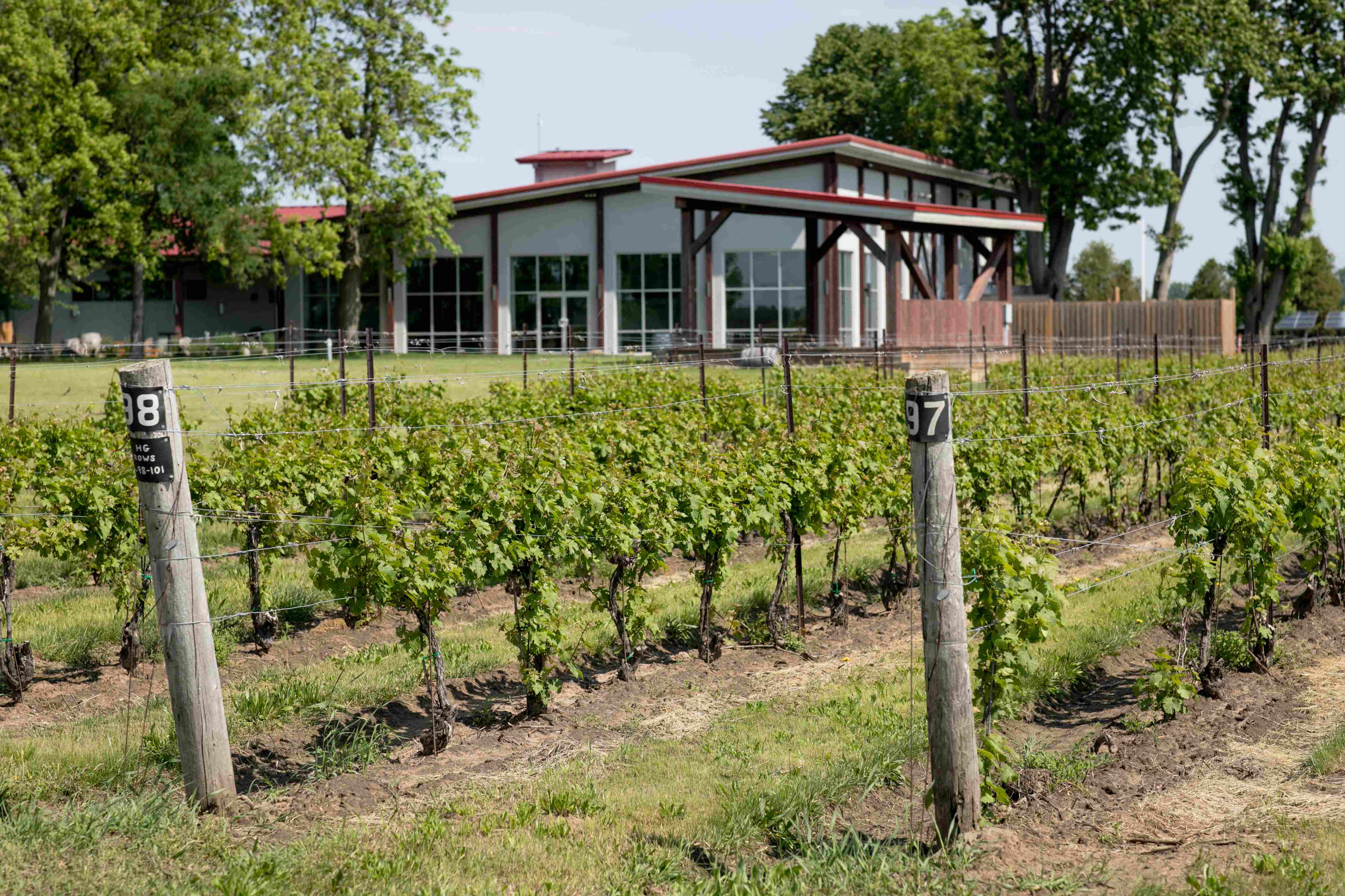 Coopers Hawk vineyards