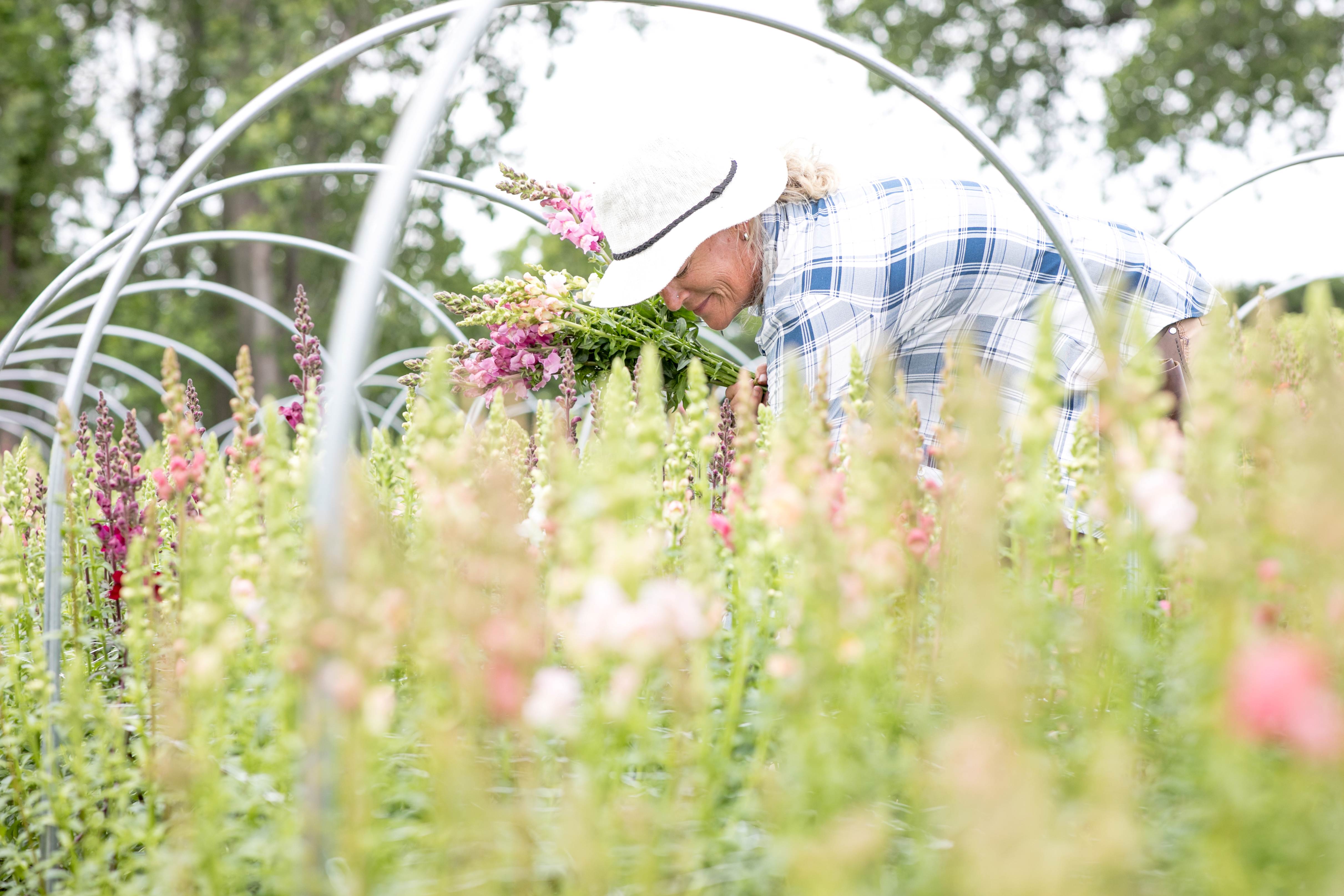 Blackstone Flower Farm owner picking flowers
